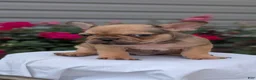 French Bulldog dogs for sale: Xander - Ad 7