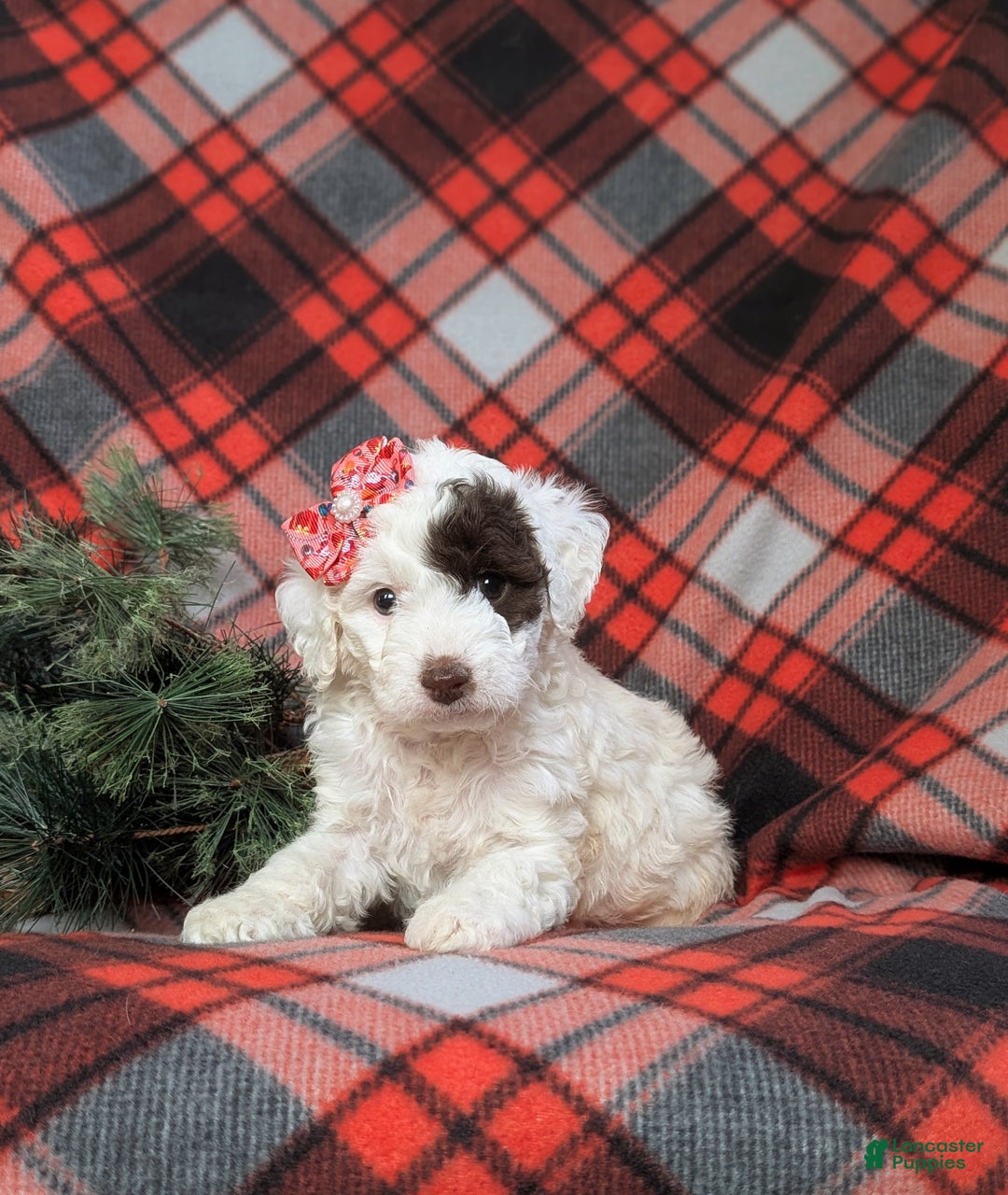 Cockapoo dogs for sale: Charise Hypoallergenic - Ad 4