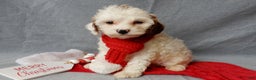 Cavapoo dogs for sale: Snowball - Ad 1