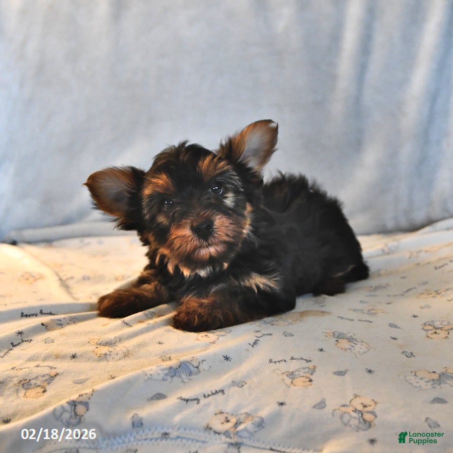 Yorkshire Terrier dogs Ranger - Ad 1