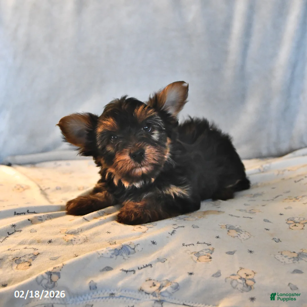 Yorkshire Terrier dogs for sale: Ranger - Ad 1