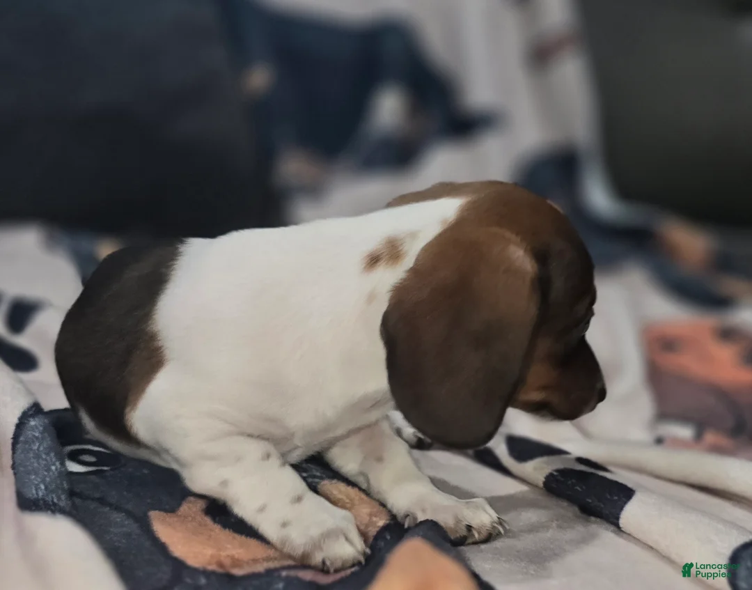 Dachshund dogs for sale: Tankerbell - mini - Ad 3