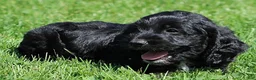 Mixed Breed dogs for sale: Beauty - Ad 6