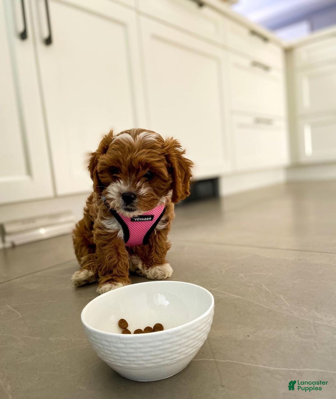 Cavapoo dogs Cavapoo Puppy 1 - Ad 9