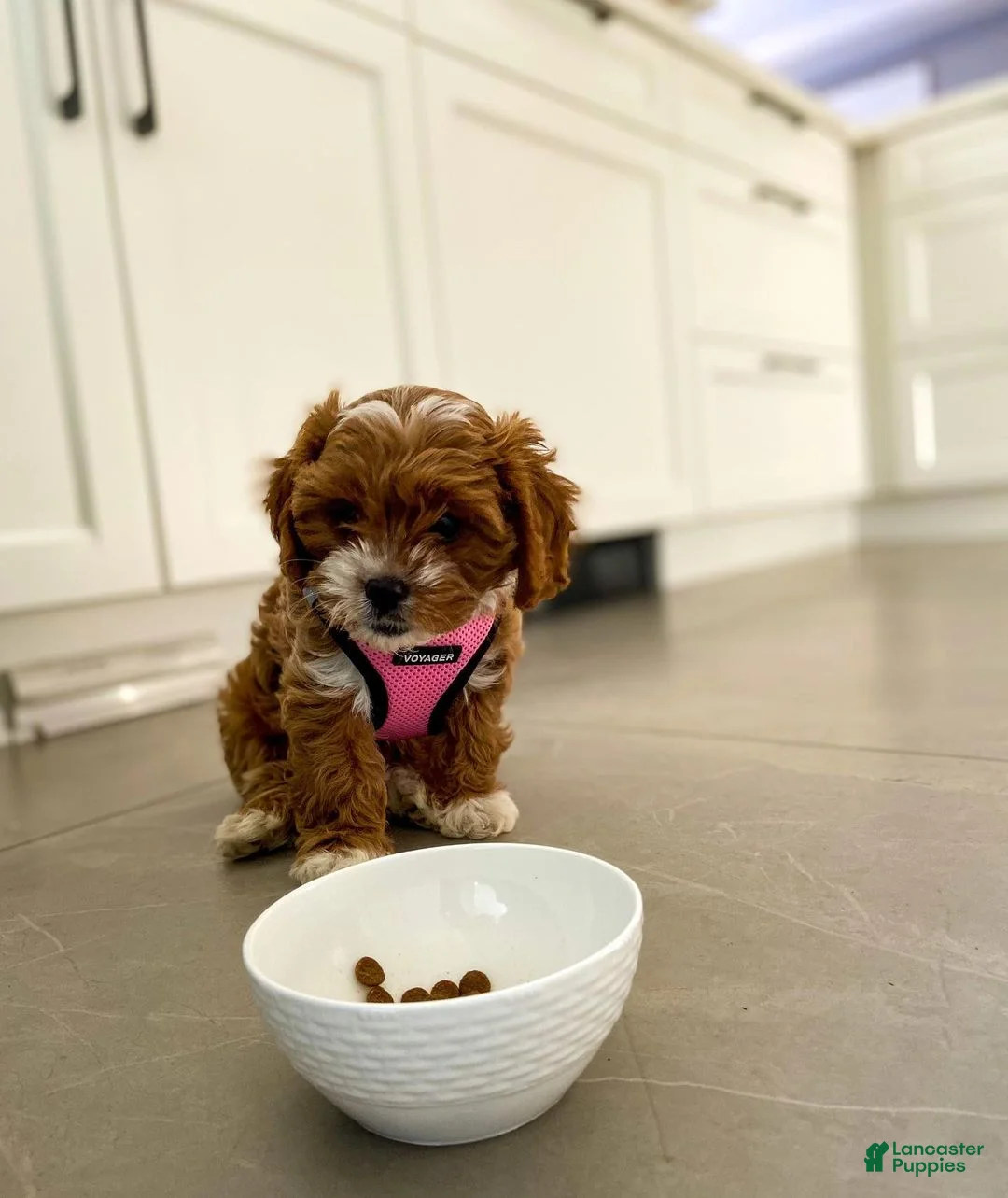 Cavapoo dogs for sale: Cavapoo Puppy 1 - Ad 1