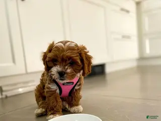 Cavapoo dogs Cavapoo Puppy 1 - Ad 9