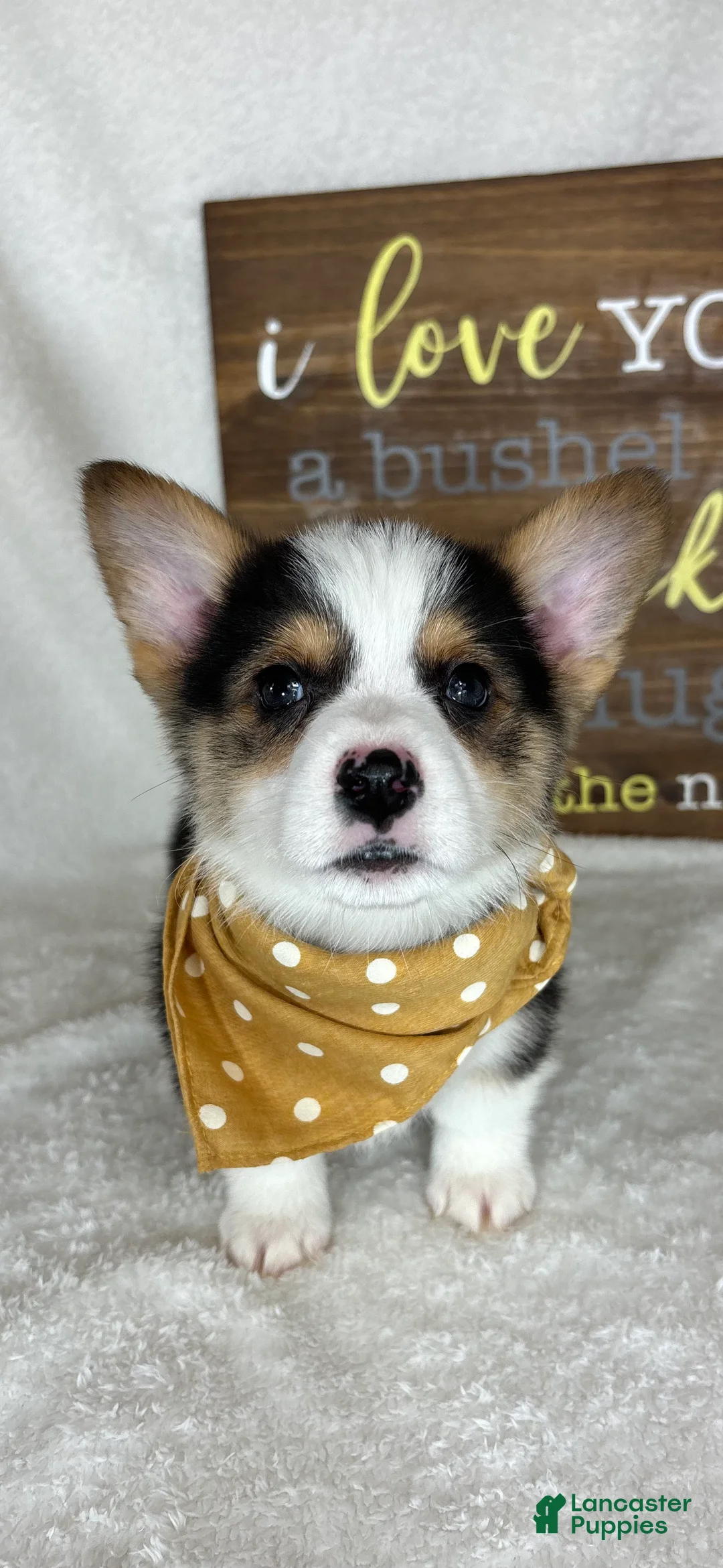 Welsh Corgi Pembroke dogs for sale: Calvin - Ad 2