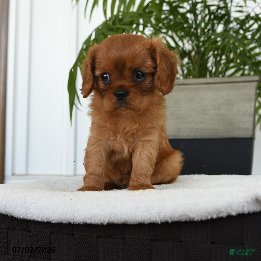 Cavalier King Charles Spaniel dogs Isis - Ad 2