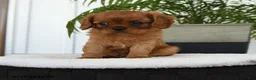 Cavalier King Charles Spaniel dogs for sale: Isis - Ad 2