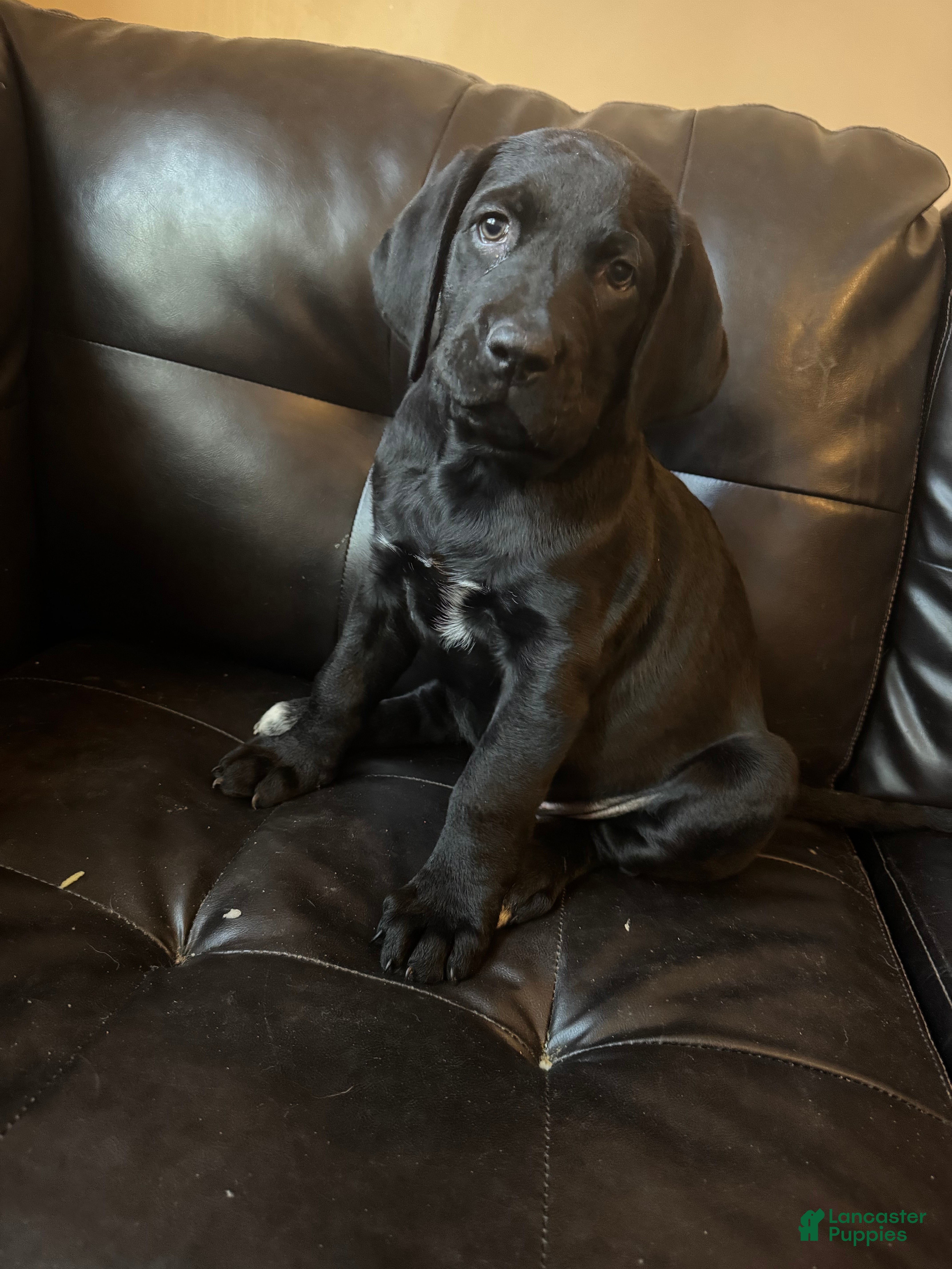 Mixed Breed dogs Dark Pink collar - Ad 18