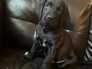 Mixed Breed dogs Dark Pink collar - Ad 18