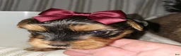 Yorkshire Terrier dogs for sale: Gigi - Potty and Crate Trained  - Ad 2