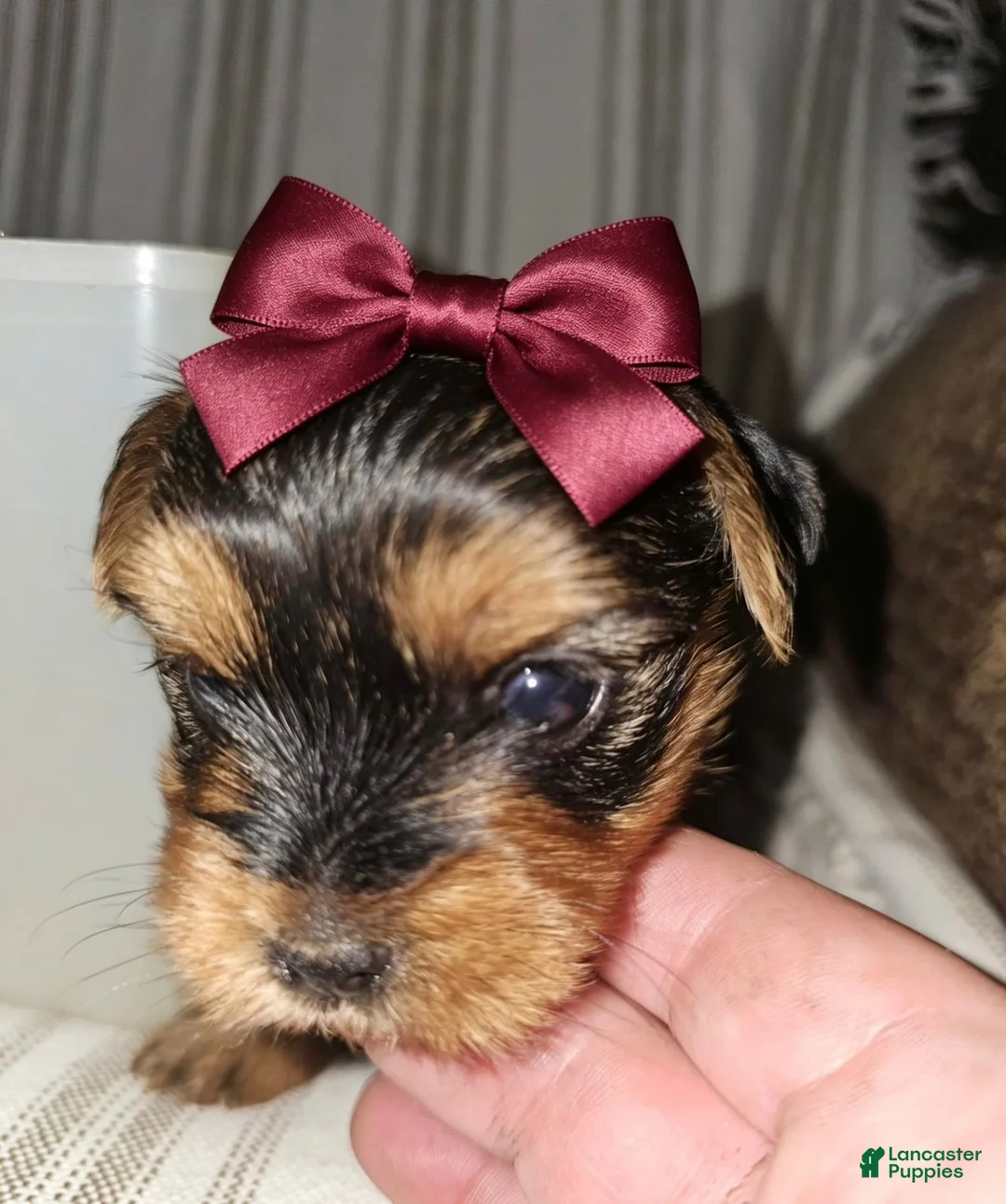 Yorkshire Terrier dogs for sale: Gigi - Potty and Crate Trained  - Ad 2