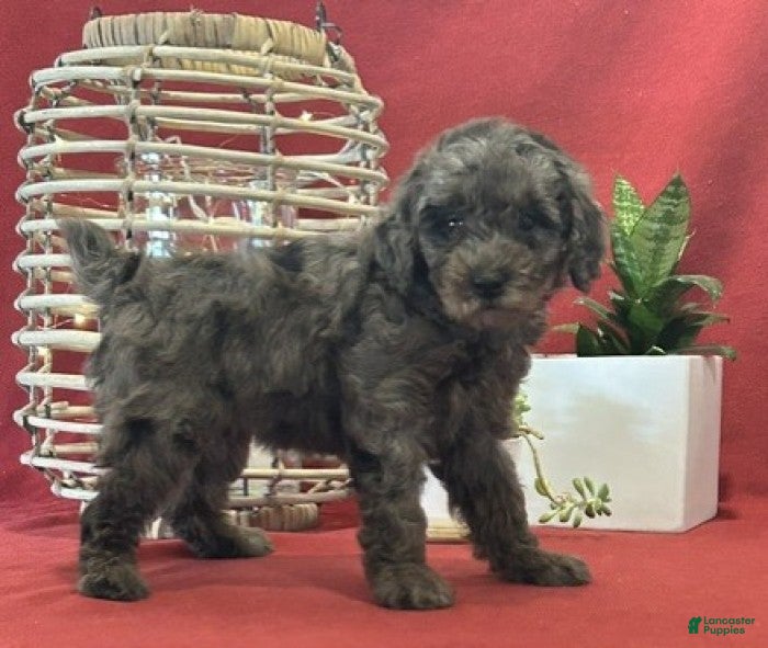Miniature Poodle dogs for sale: Macy - Ad 4