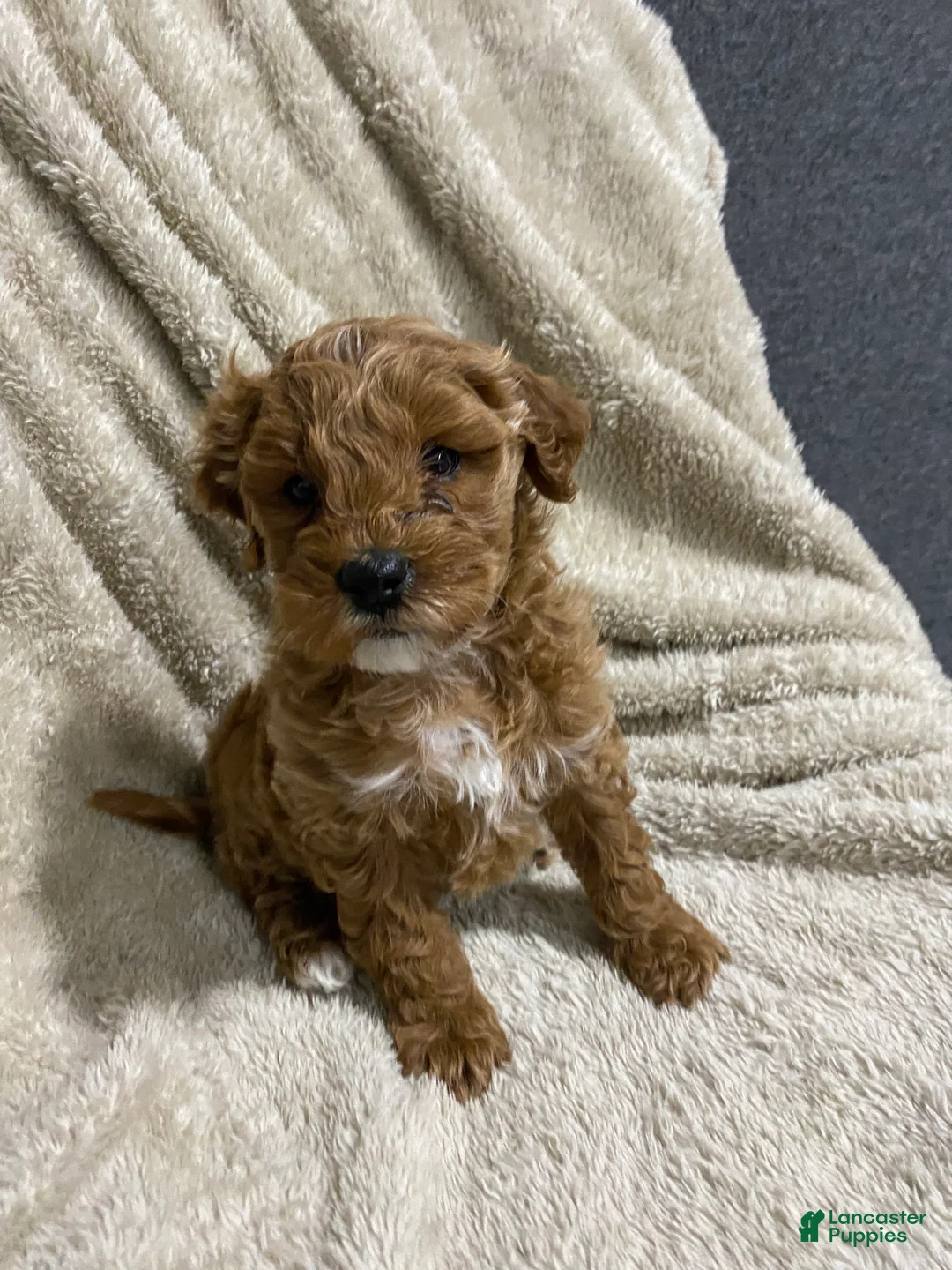 Mini Goldendoodle dogs for sale: Brodie - Ad 2