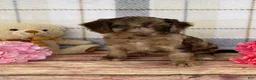 Miniature Labradoodle dogs for sale: Tillie - Ad 4