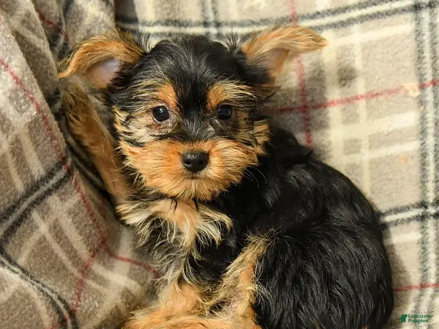 Yorkshire Terrier dogs Jonah - Ad 1