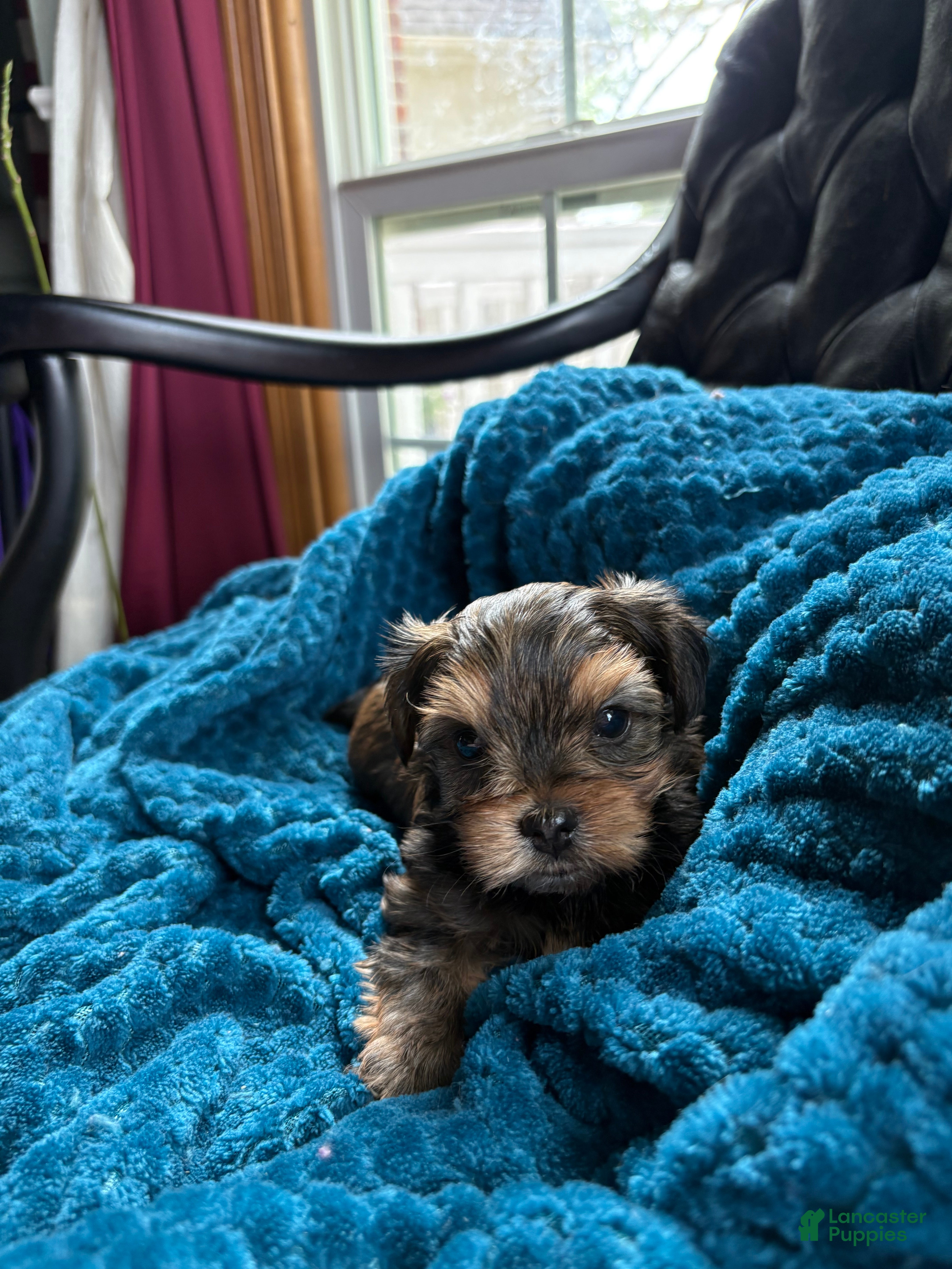 Yorkshire Terrier dogs for sale: Yorkshire Terrier Puppy 2 - Ad 6
