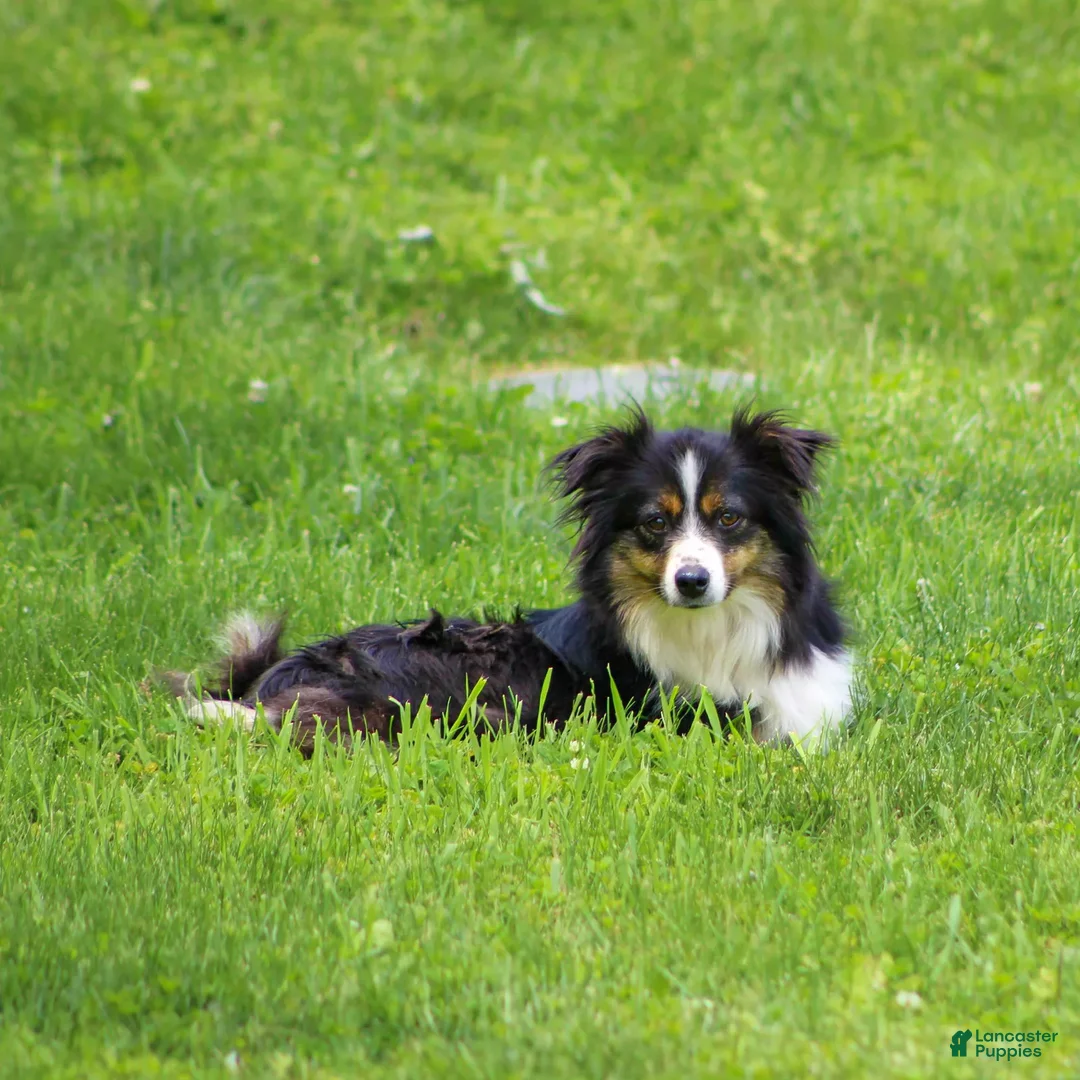 Miniature Australian Shepherd dogs for sale: Rambo - Ad 4