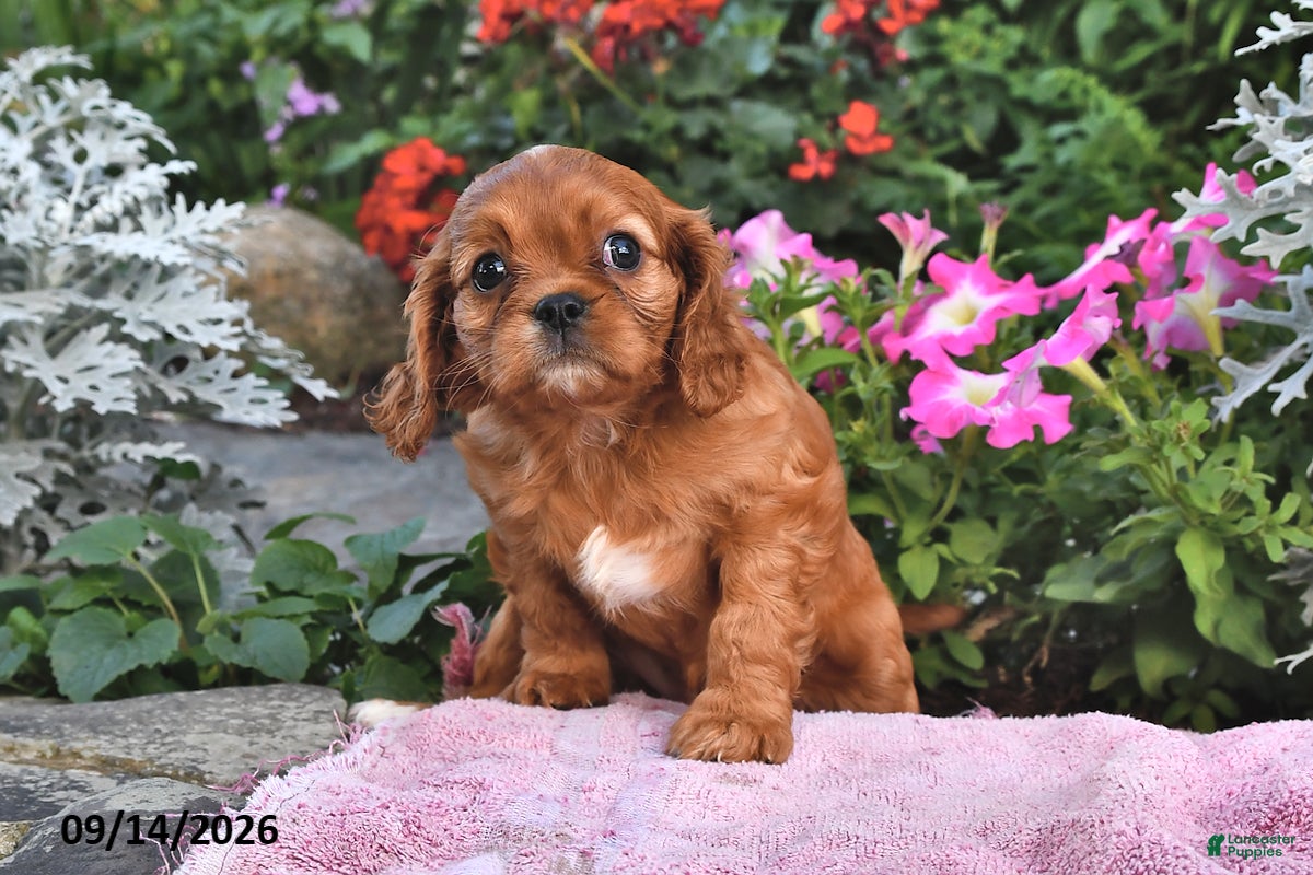 Cavalier King Charles Spaniel dogs Princess Diana - Ad 2