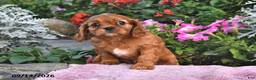 Cavalier King Charles Spaniel dogs for sale: Princess Diana - Ad 2