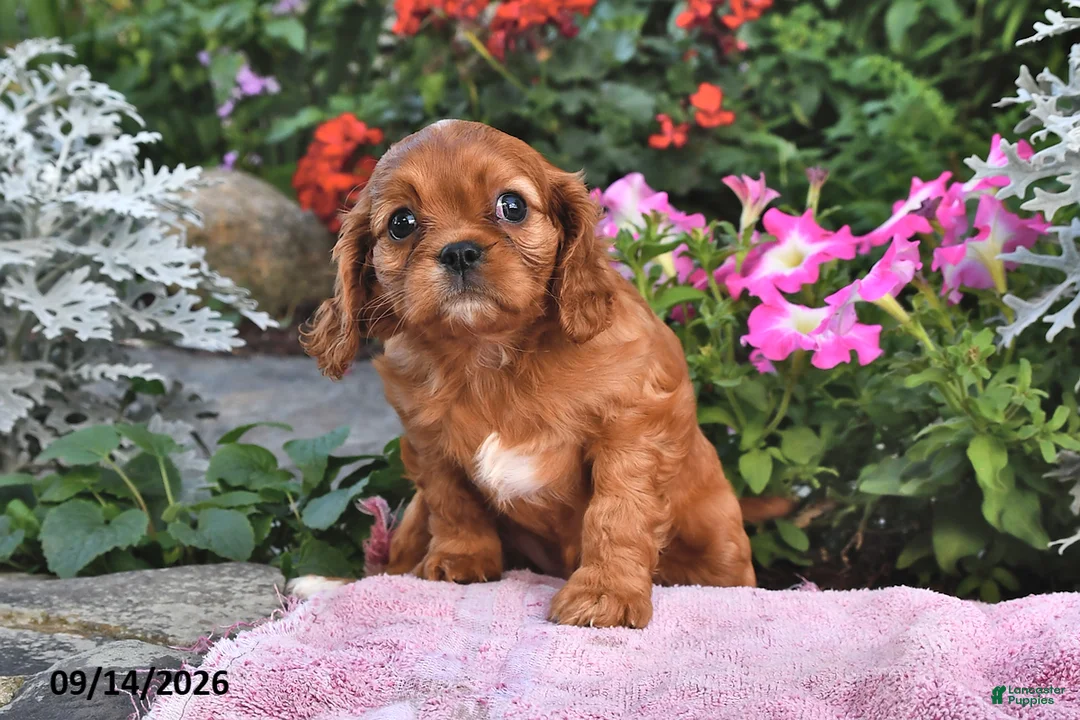 Cavalier King Charles Spaniel dogs for sale: Princess Diana - Ad 2