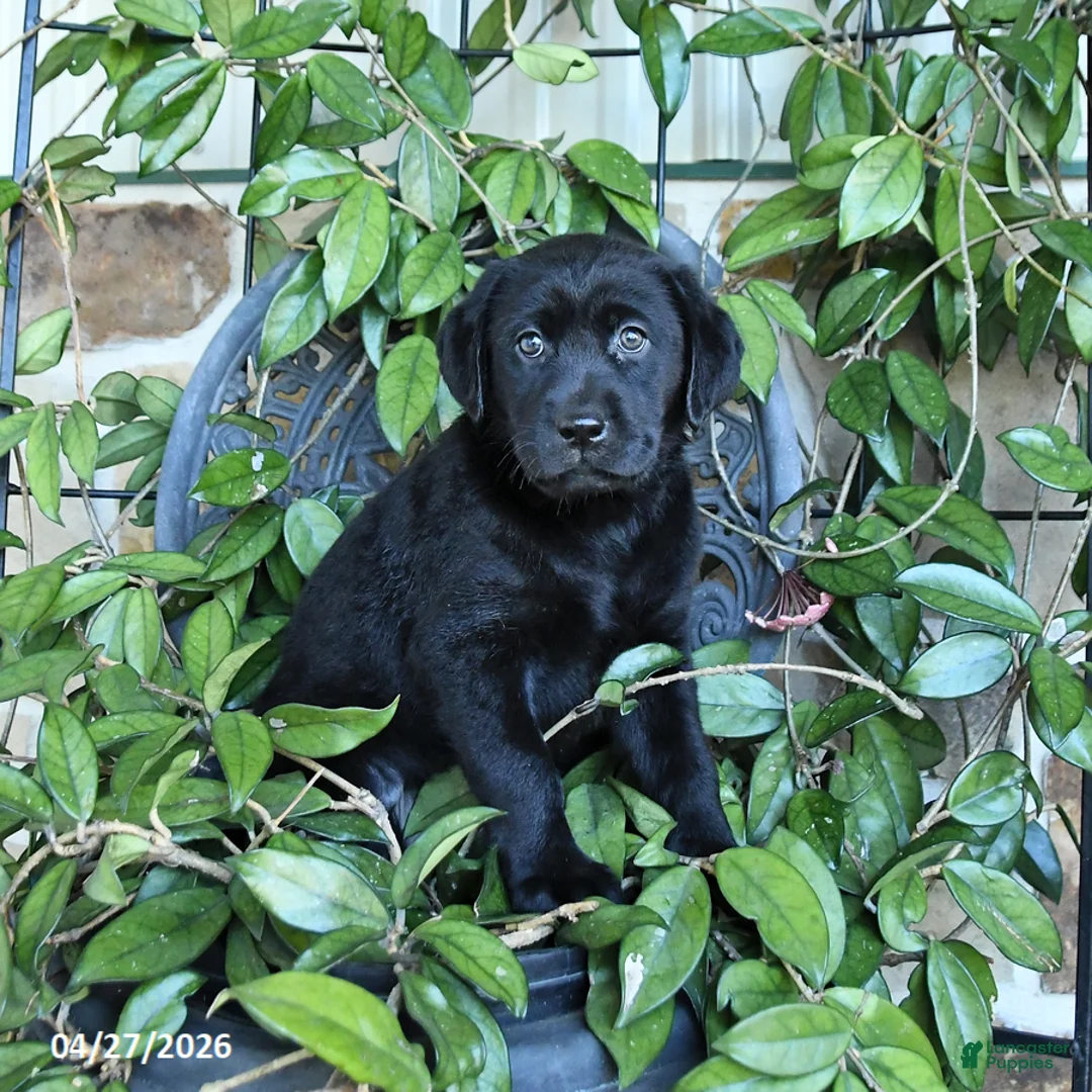 Labrador Retriever dogs for sale: Muffin - Ad 3