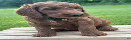 Irish Doodle dogs for sale: Finnley - Ad 15