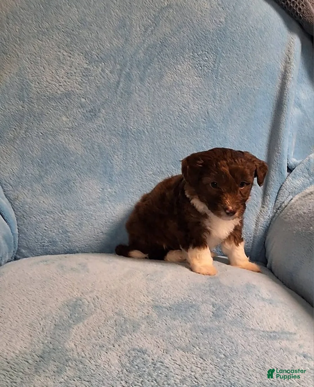 Mini Aussiedoodle dogs for sale: Dallas - Ad 3