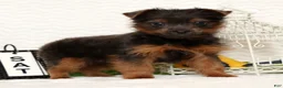 Yorkshire Terrier dogs for sale: Riley - Ad 6