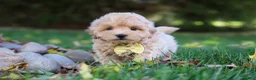 Maltipoo dogs for sale: Milo - Ad 4