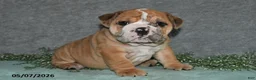 English Bulldog dogs for sale: Jenson - Ad 3