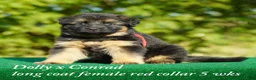 German Shepherd dogs for sale: German Shepherd female red collar - Ad 4