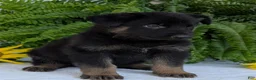 German Shepherd dogs for sale: Ben  - Ad 10
