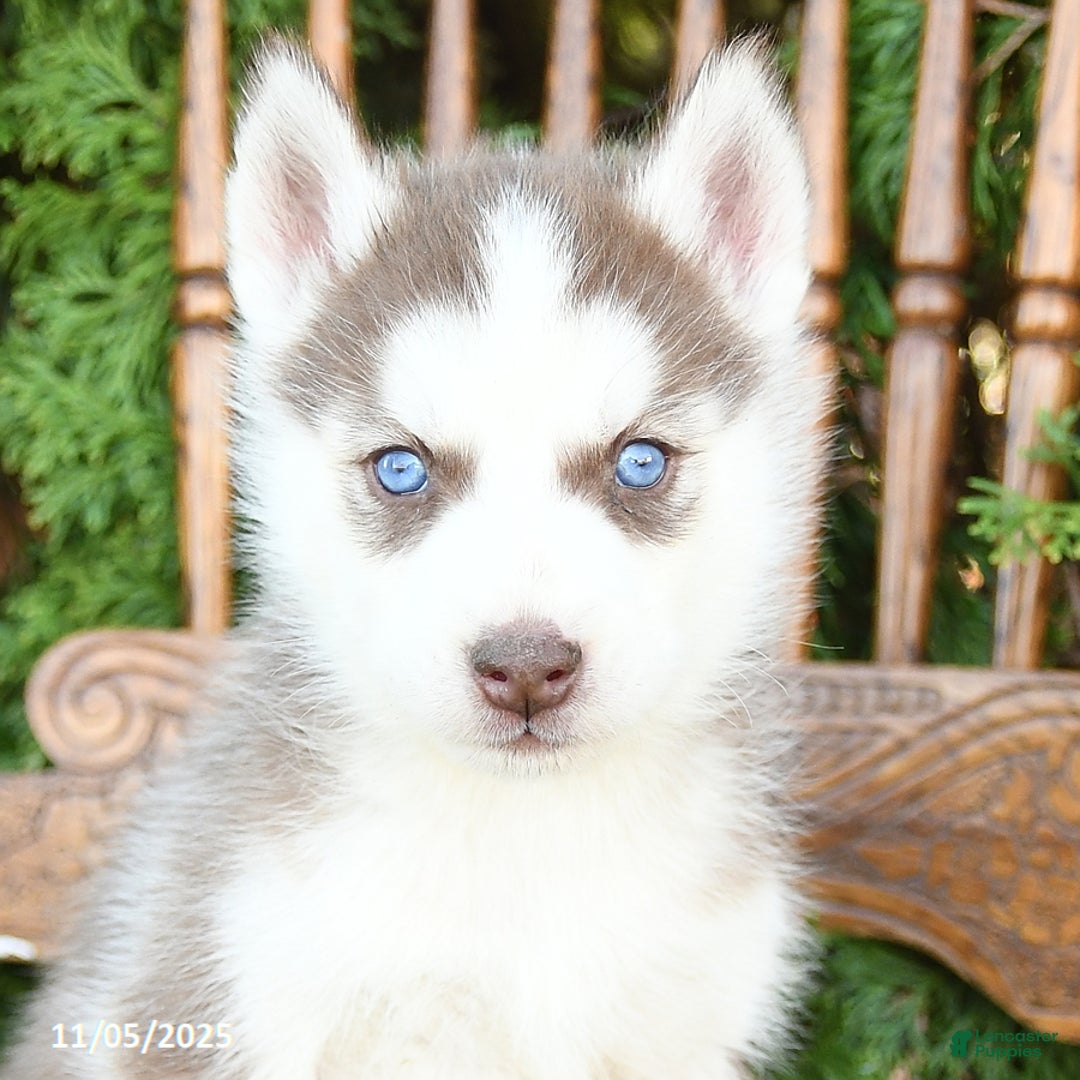 Siberian Husky dogs for sale: Maxwell - Ad 5