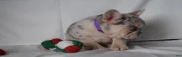 French Bulldog dogs for sale: Tallulla - Ad 12