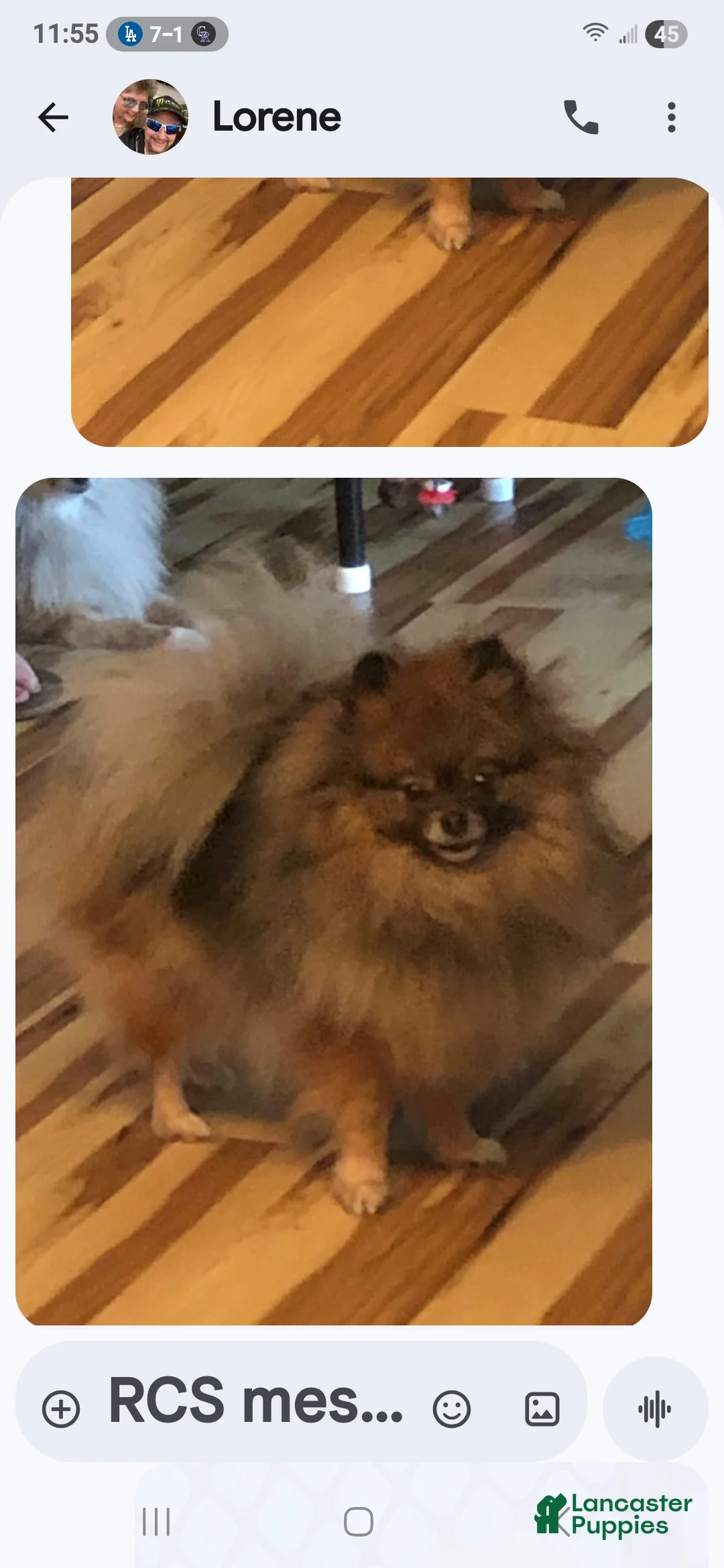 Pomeranian dogs for sale: Pomeranian Puppy 1 - Ad 6