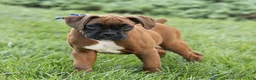 Boxer dogs for sale: Neva Boxer  - Ad 5