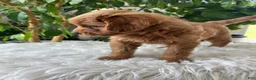 Mini Goldendoodle dogs for sale: Chloe  - Ad 6