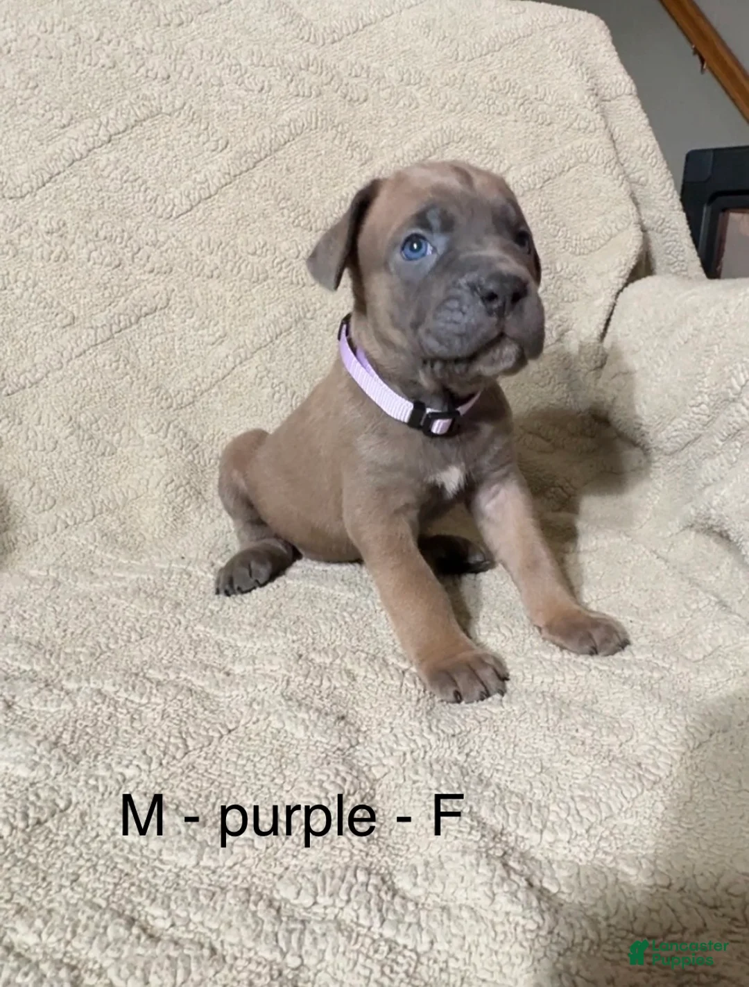 Cane Corso dogs for sale: Purple - Ad 2