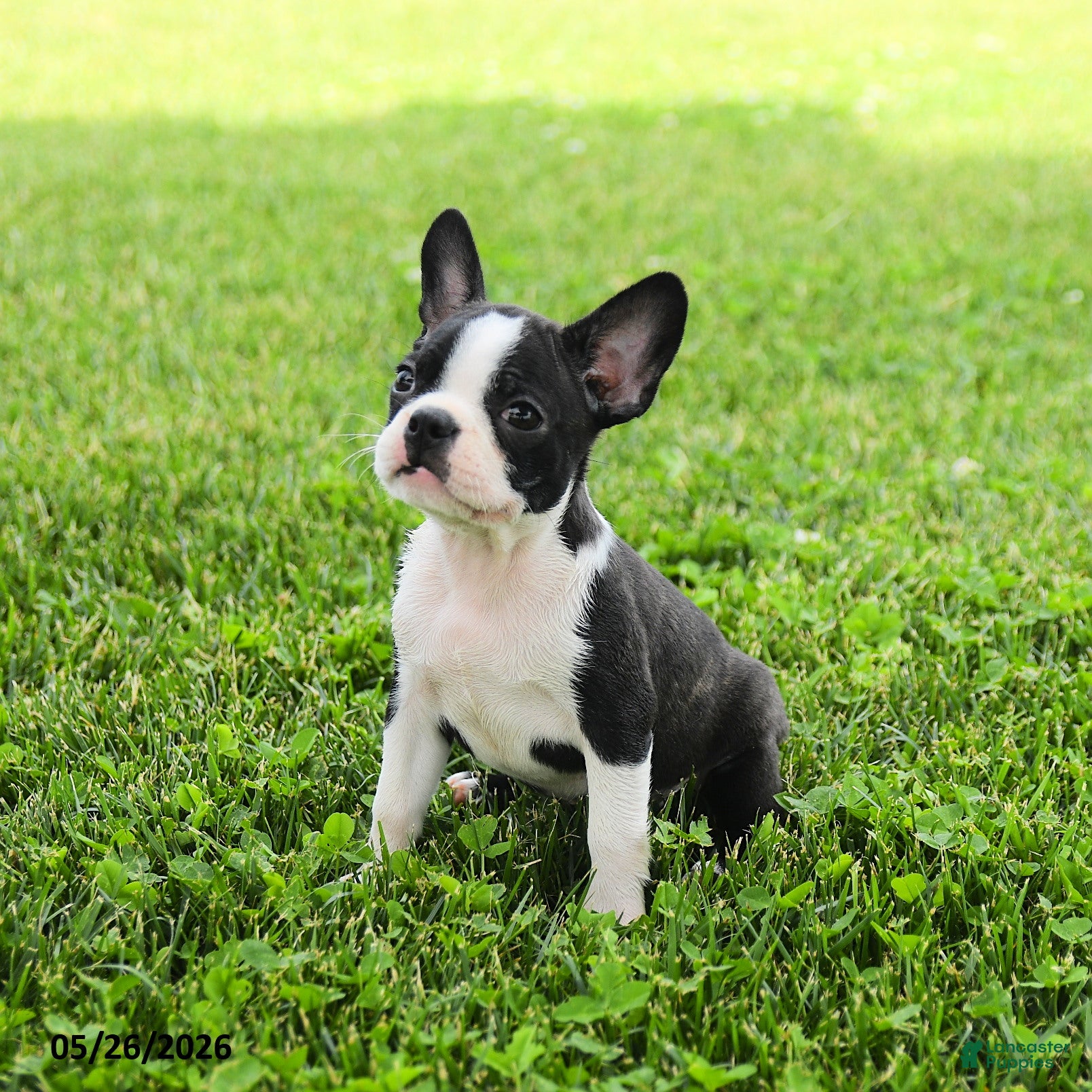 Boston Terrier dogs Evan - Ad 2
