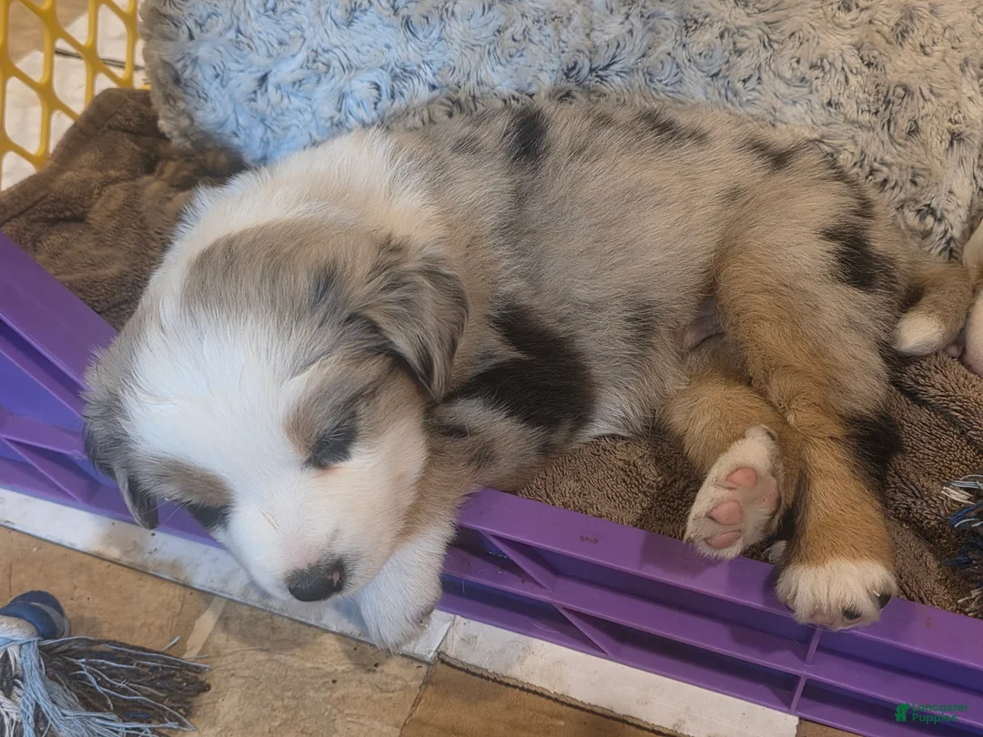 Australian Shepherd dogs for sale: Doug - Ad 2