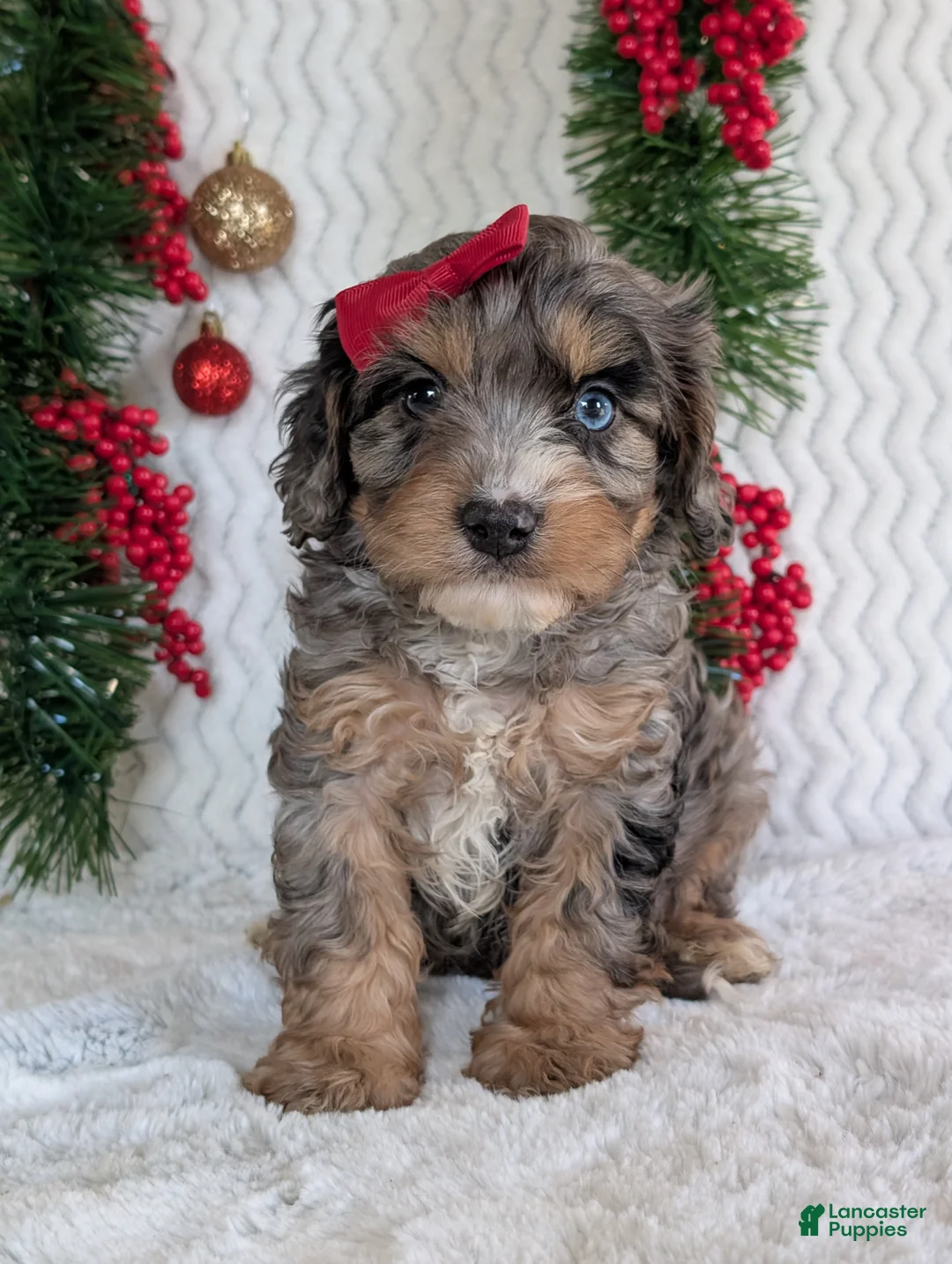Cavapoo dogs for sale: Nemo - Ad 12