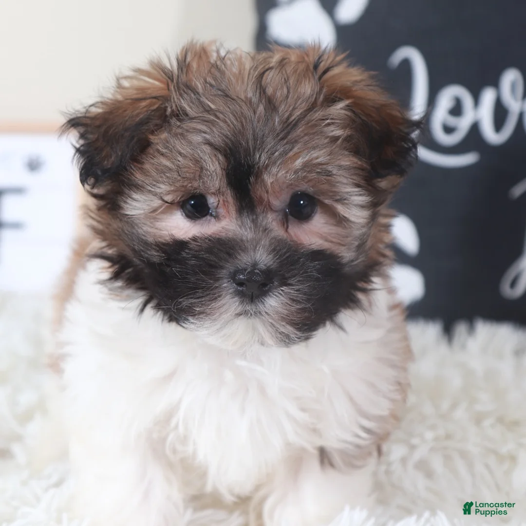 Havanese dogs for sale: Havanese Puppy Delilah - Ad 1