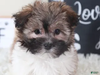 Havanese dogs Havanese Puppy Delilah - Ad 21