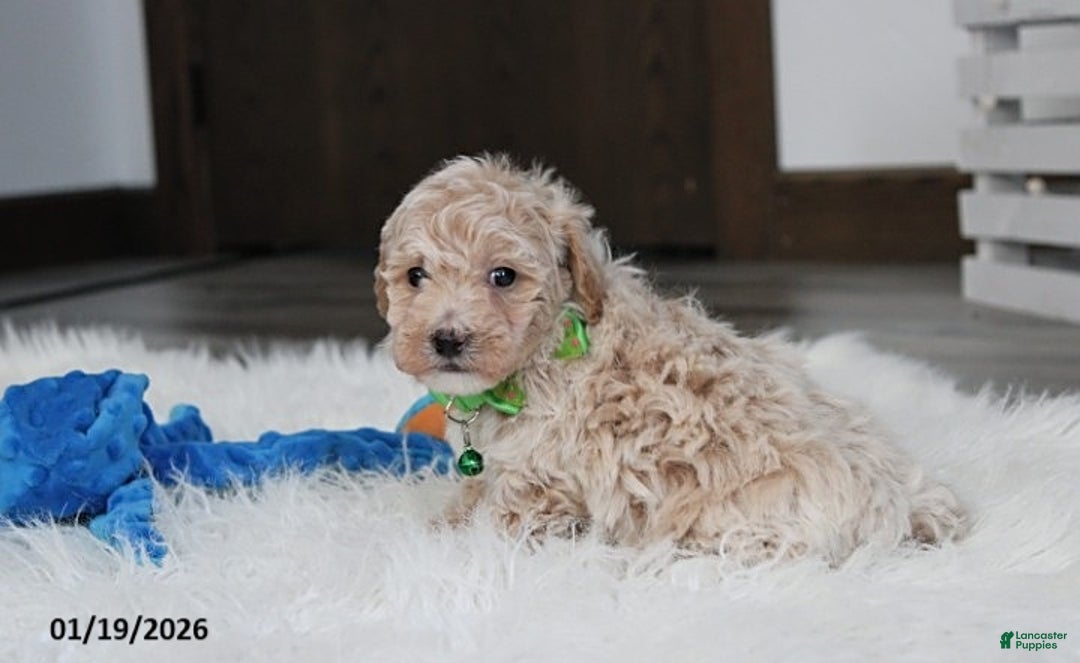 Bichpoo dogs for sale: Rio - Ad 4