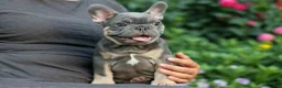 French Bulldog dogs for sale: 🐾 Mateo - Ad 7