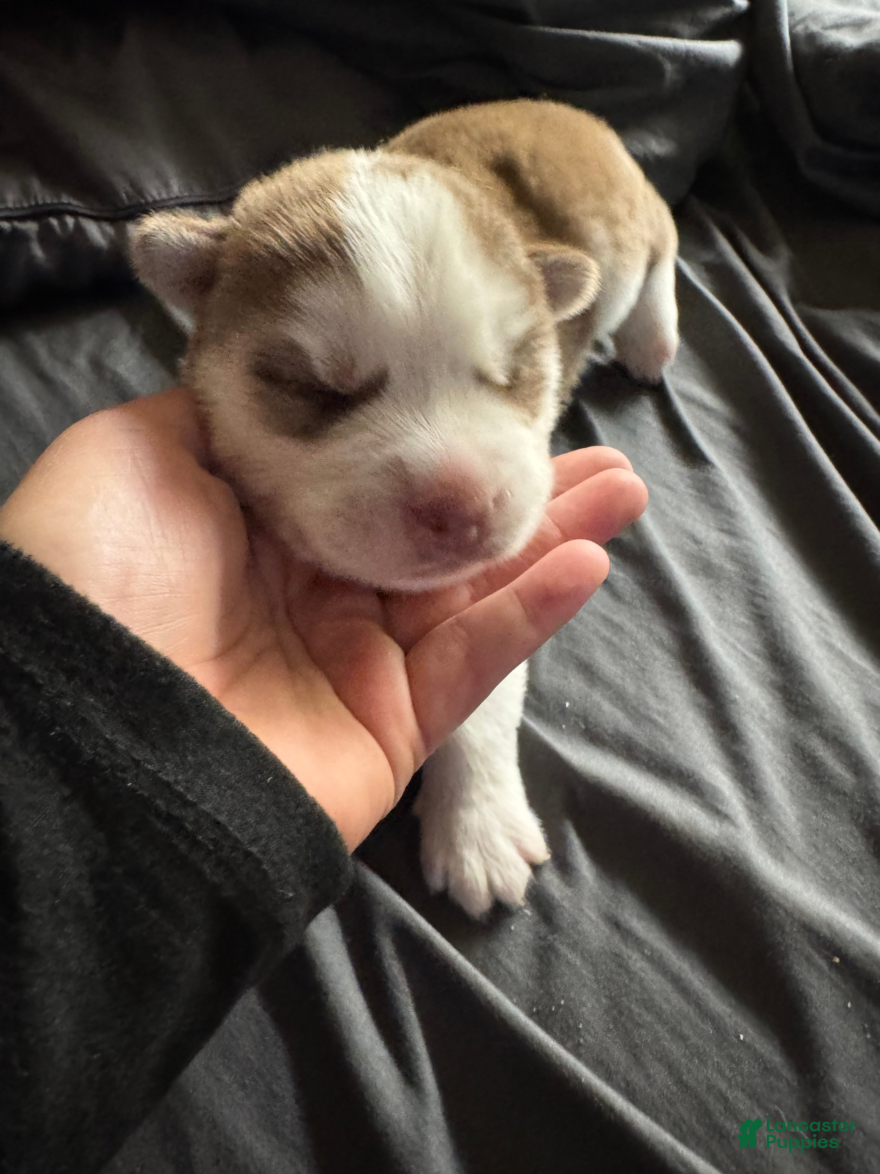 Siberian Husky dogs Pepper  - Ad 24
