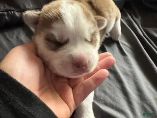 Siberian Husky dogs Pepper - Ad 23