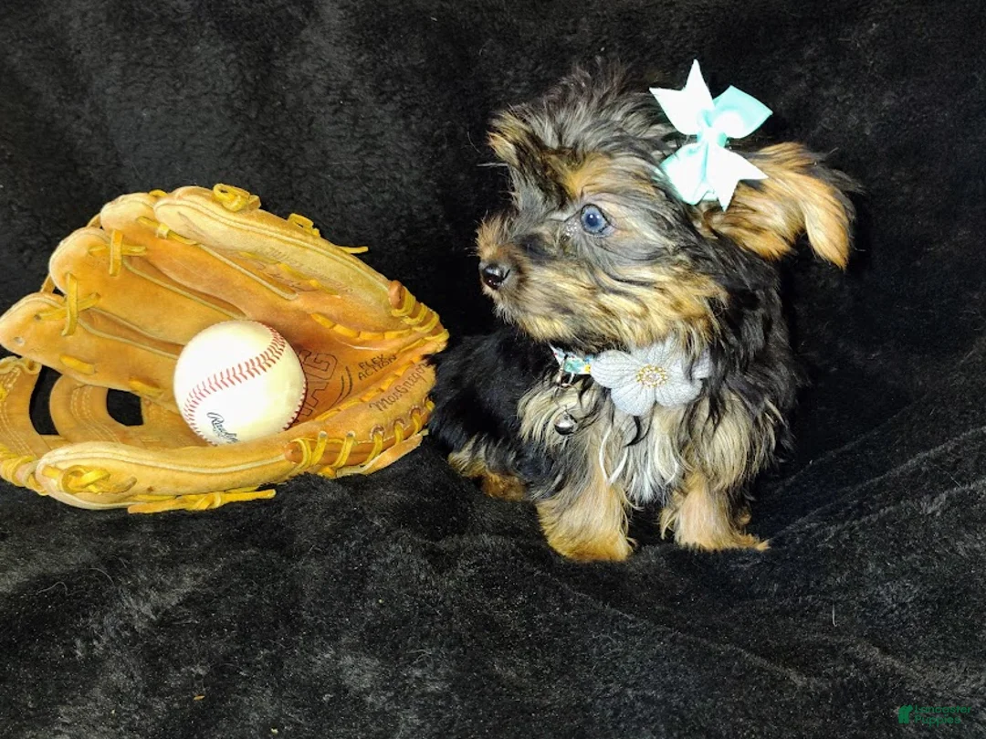 Yorkshire Terrier dogs for sale: Yorkshire Terrier Puppy 4 - Ad 2